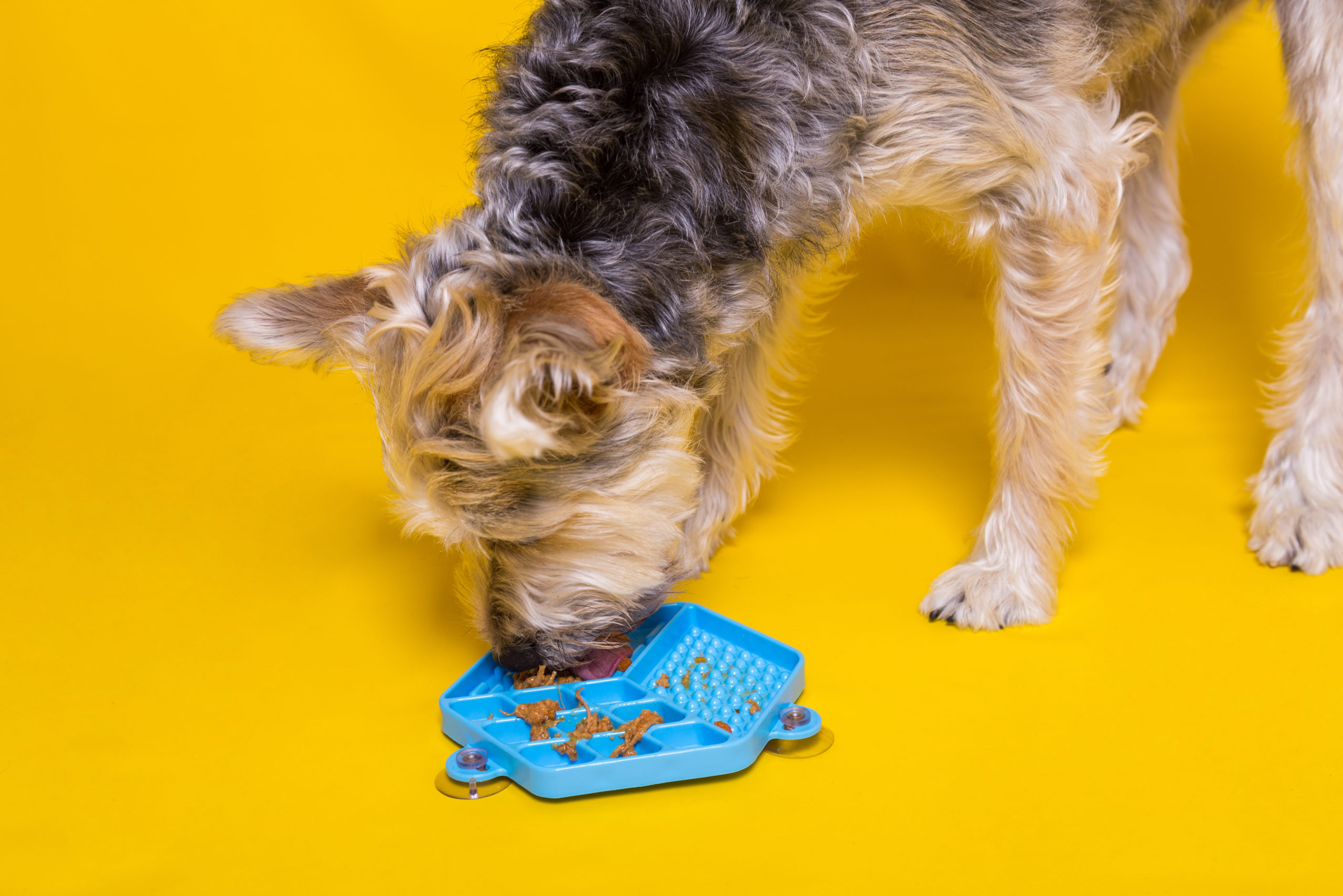 Como estimular os cães através da alimentação?