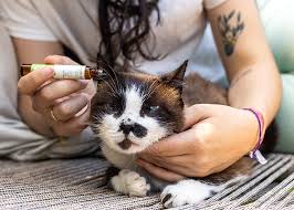 óleos essenciais para gatos