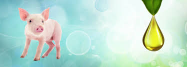 Alternativas aos Antibióticos na Produção Animal