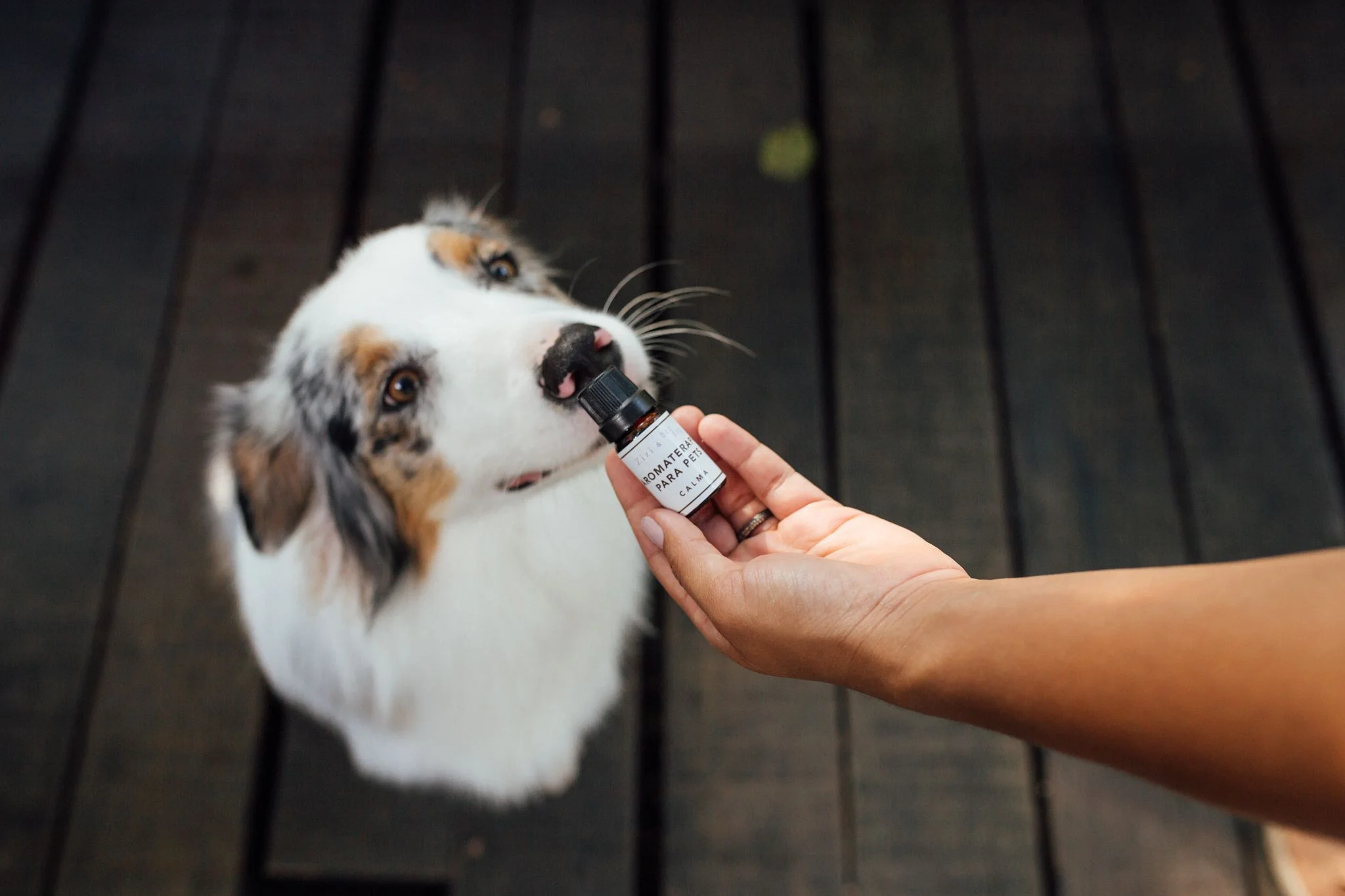 Óleos Essenciais para Pets: Benefícios e Uso