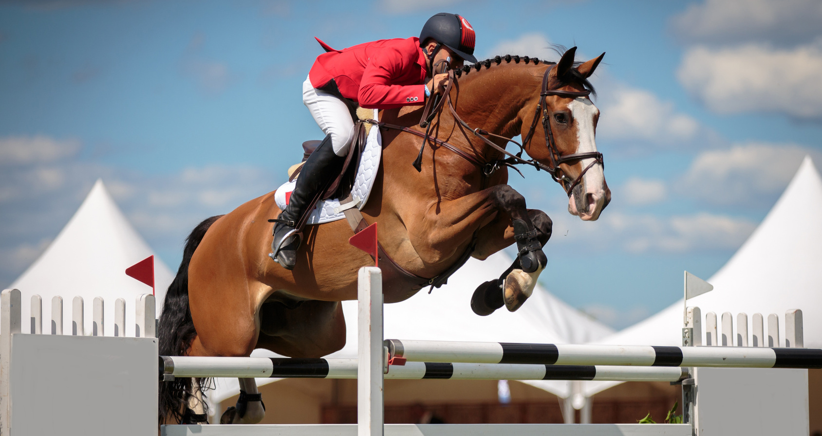 Tecnologia a favor dos cavalos atletas: conheça as diferentes ferramentas