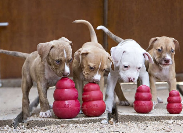 Como estimular os cães através da alimentação?
