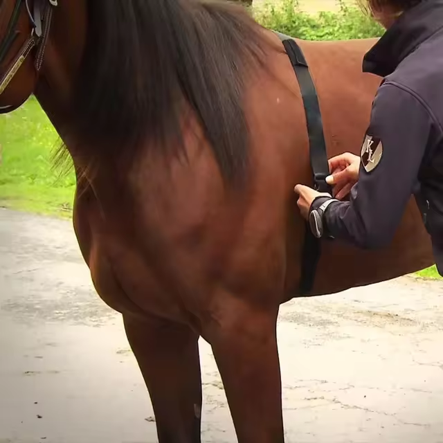Tecnologia a favor dos cavalos atletas: conheça as diferentes ferramentas