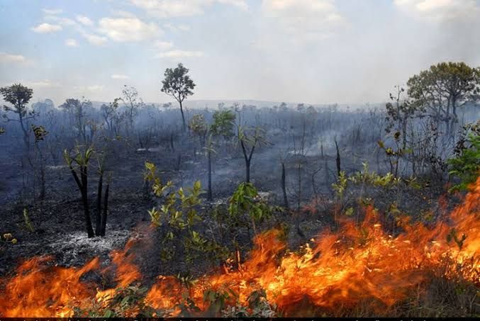 Incêndios florestais podem acontecer de forma natural?
