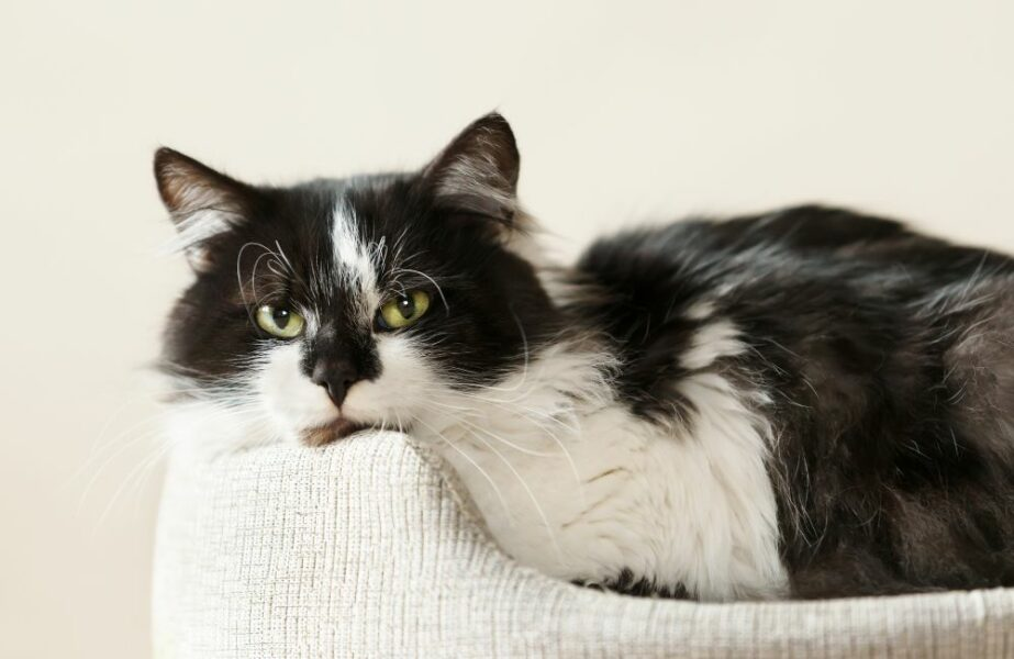 Conheça as raças dos gatos dos desenhos animados