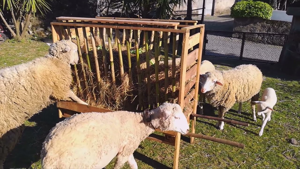 Importância de Comedouros e Bebedouros no Bem-estar Ovino