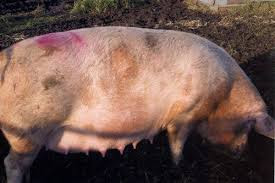 Dermatofitose: O que é e como tratar?