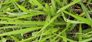 cigarrinha das pastagens