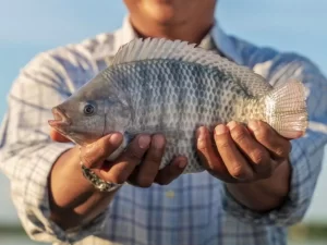 Como criar tilápia em casa?