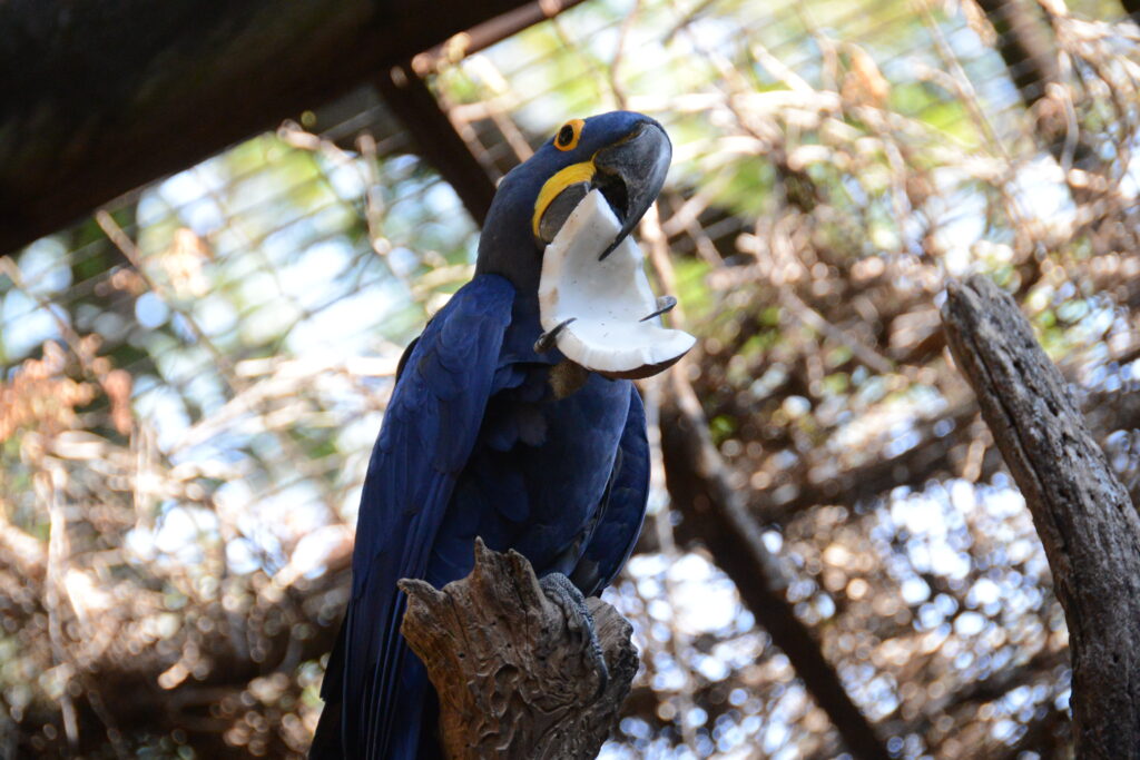ÁREAS QUE O ZOOTECNISTA PODE ATUAR DENTRO DE UM ZOOLÓGICO 