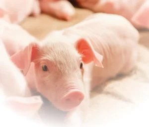 Entendendo o splay leg: um desafio na suinocultura