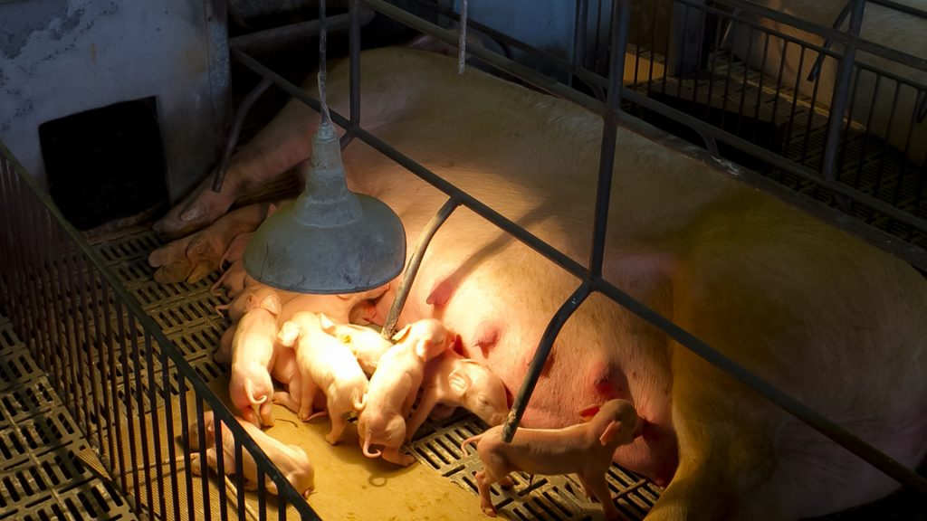 Calendário de 1000 dias: um aliado na suinocultura