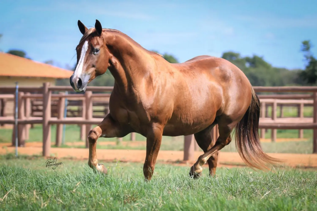 Os 4 cavalos mais dóceis para iniciantes na montaria