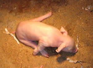 Entendendo o splay leg: um desafio na suinocultura