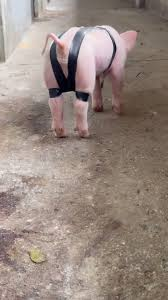 Entendendo o splay leg: um desafio na suinocultura