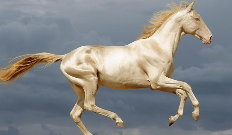 As raças de cavalos mais caras do mundo