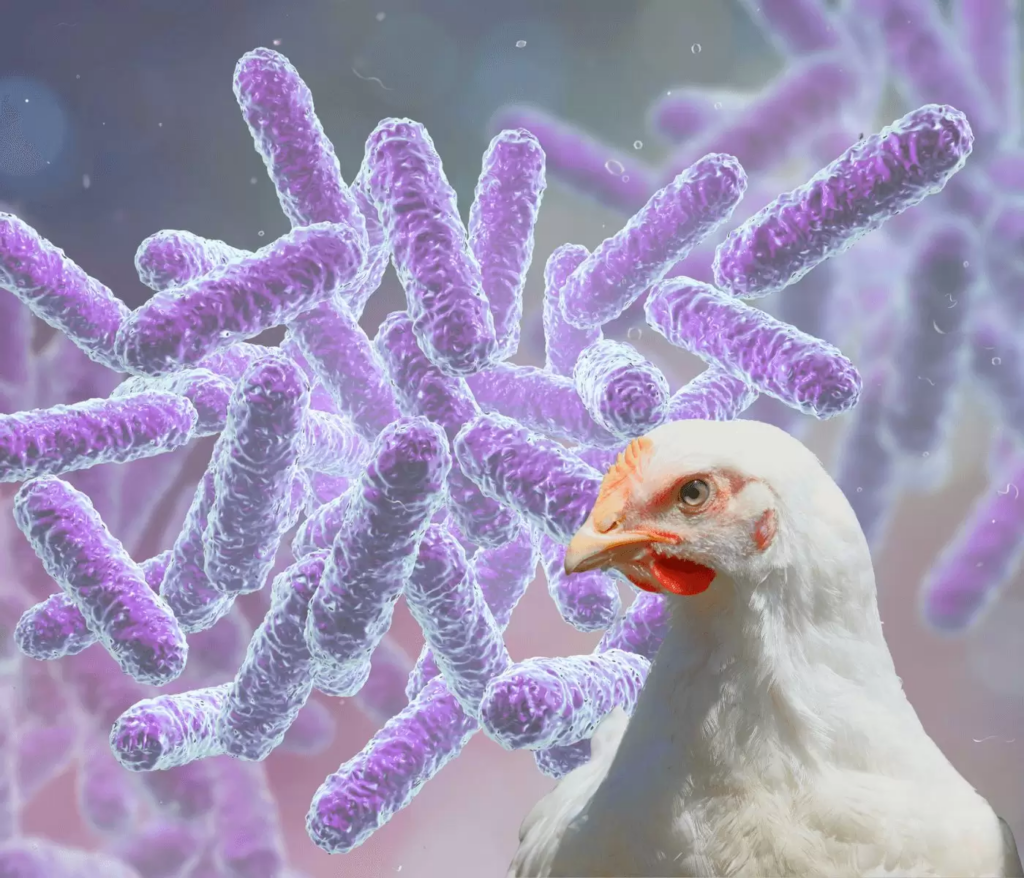 Utilização de probiótico e prebiótico como alternativa ao uso de antibióticos na avicultura de corte