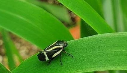 Cigarrinha das pastagens podem causar grandes problemas
