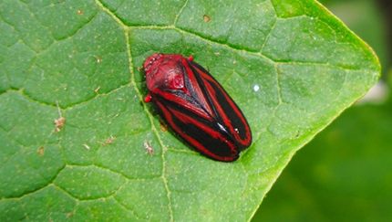 Cigarrinha das pastagens podem causar grandes problemas