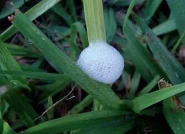 Cigarrinha das pastagens podem causar grandes problemas