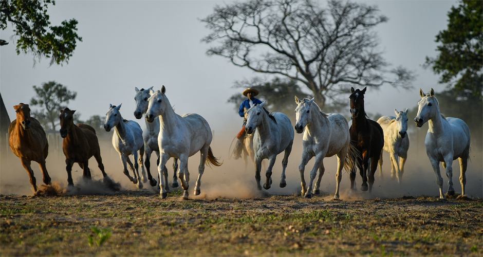 Conheça os tradicionais eventos equestres do Brasil