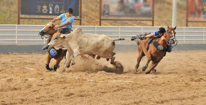 Vaquejada: polêmica tradição nordestina