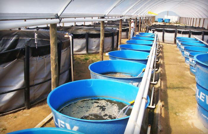 Criação de Tilápias em caixa d'água