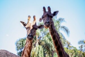 ÁREAS QUE O ZOOTECNISTA PODE ATUAR DENTRO DE UM ZOOLÓGICO
