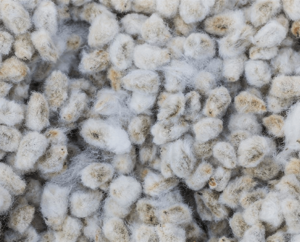 Caroço e Farelo de Algodão: Subprodutos valiosos da Agroindústria