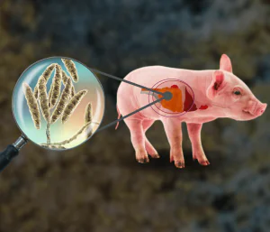 Microbiota intestinal e sua influência no desenvolvimento e no desempenho dos suínos