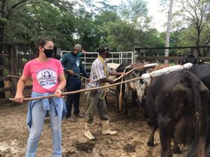 Doma Racional de Bovinos: Uma Abordagem Gentil para um Gado Mais Calmo e Produtivo