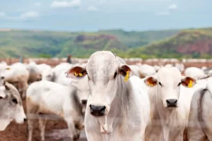 Protocolo IdBov – Garantia de identificação de bovinos