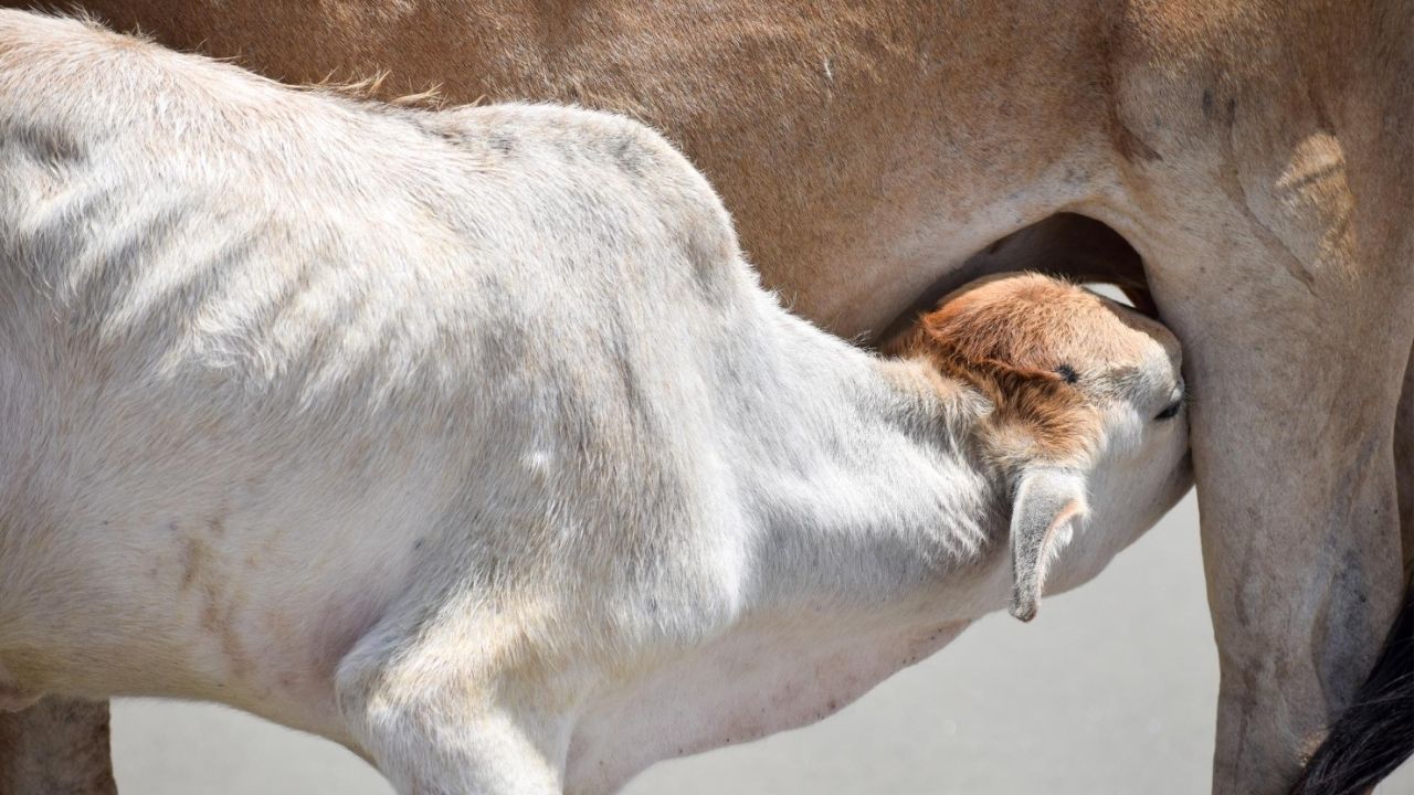 Desmame de Bezerros de Corte: Técnicas para um Processo Eficiente e Sem Estresse