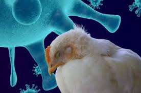 Gripe Aviária : Papel do Zootecnista na Prevenção e Controle