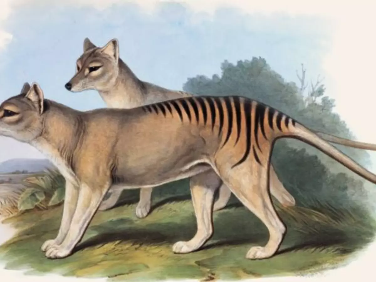 Ressurreição de Espécies Extintas: O Futuro da Conservação?