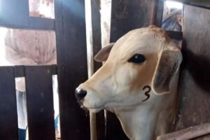 A Importância da Vacinação Contra a Brucelose em Bovinos: Protegendo a Saúde Animal e Humana