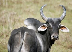 Zebu: Uma Herança Genética a Serviço da Qualidade e Sustentabilidade na Pecuária Bovina