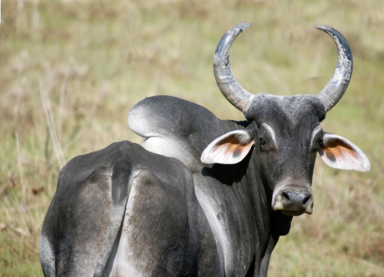 Zebu: Uma Herança Genética a Serviço da Qualidade e Sustentabilidade na Pecuária Bovina