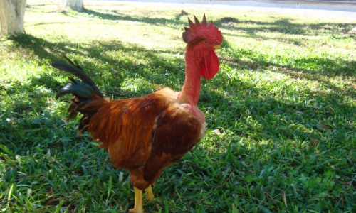 Eficiência em dobro: Duas Raças de Aves para Carnes e Ovos