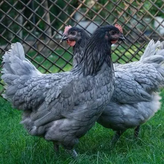 Eficiência em dobro: Duas Raças de Aves para Carnes e Ovos