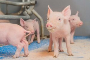 O impacto do manejo inicial na etologia de suínos adultos