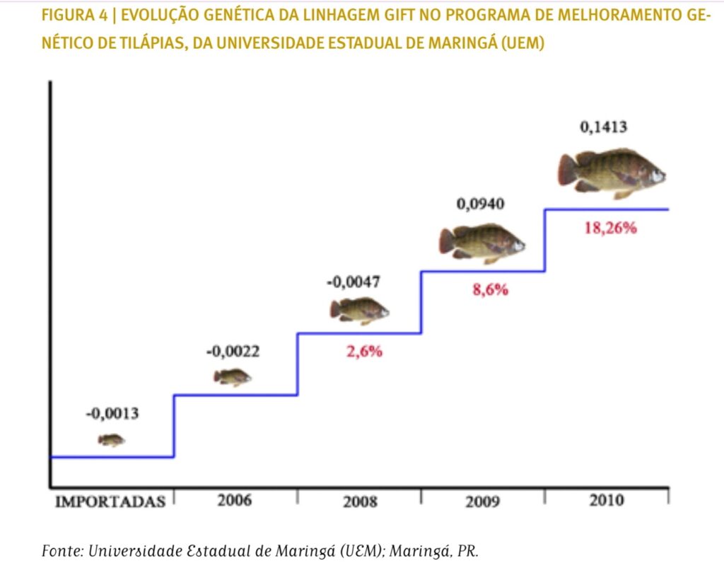 MELHORAMENTO GENÉTICO DE TILÁPIAS