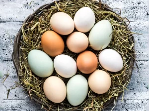 Eficiência em dobro: Duas Raças de Aves para Carnes e Ovos