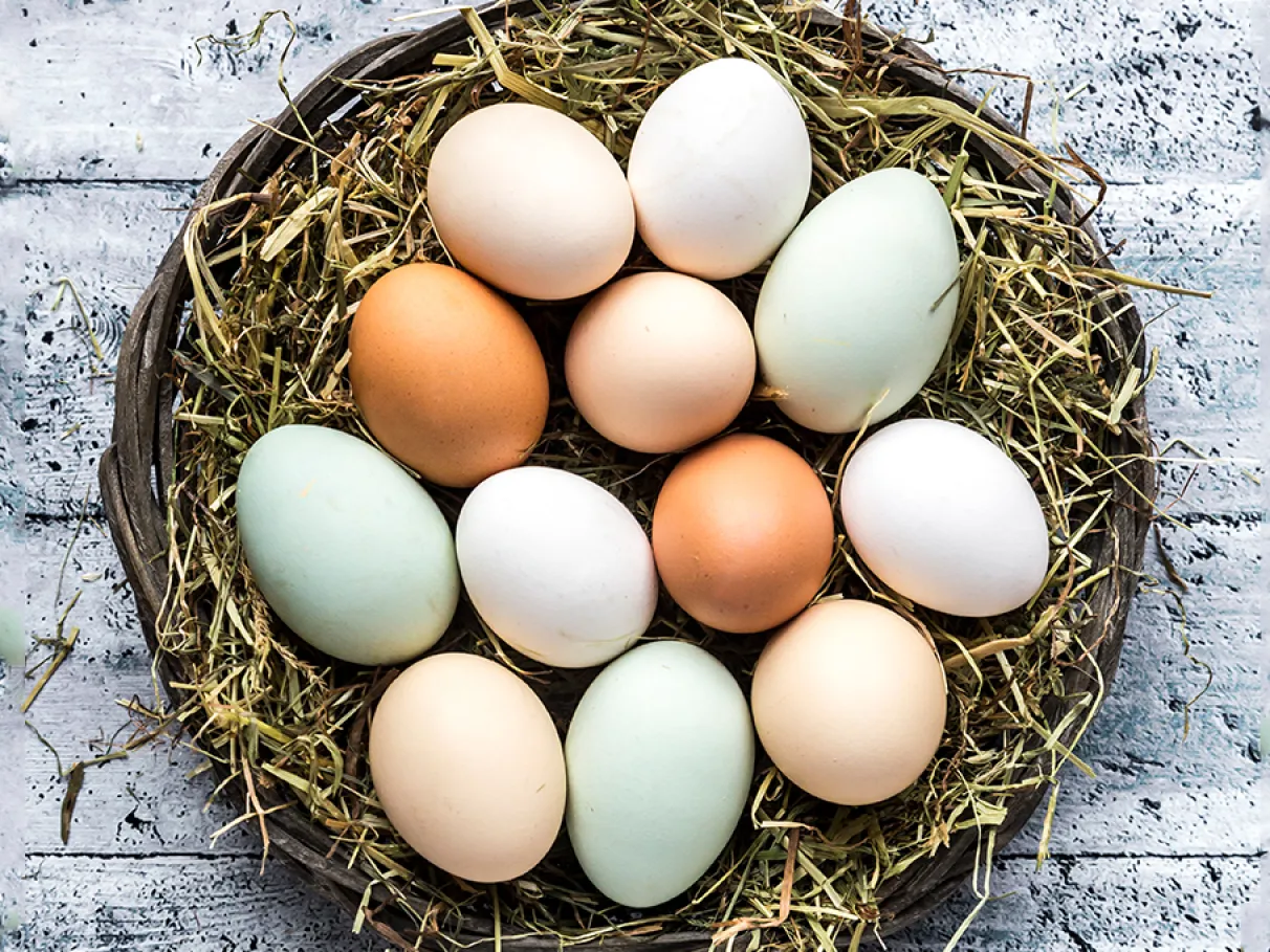 Eficiência em dobro: Duas Raças de Aves para Carnes e Ovos