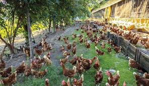 Sistemas alternativos de criação: free-range