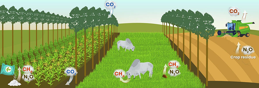Emissões de gases de efeito estufa na pecuária e estratégias de mitigação